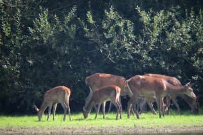 Cerf élaphe