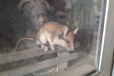 Lérot