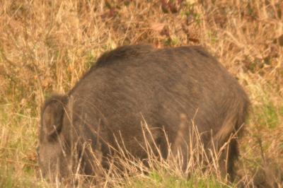 Sanglier