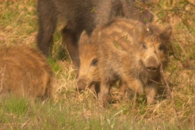 Sanglier