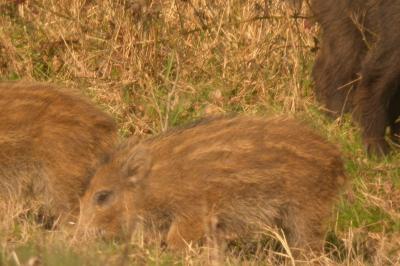 Sanglier