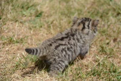 Chat forestier