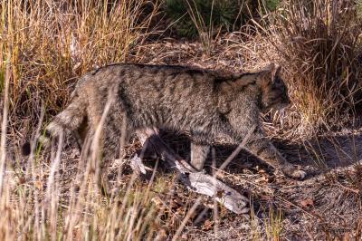 Chat forestier