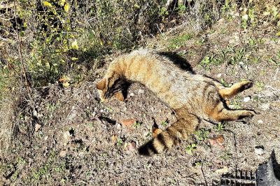 Chat forestier