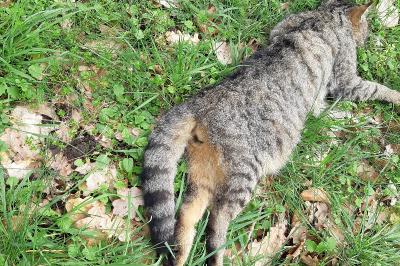 Chat forestier