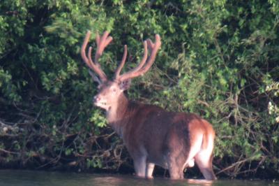 Cerf élaphe