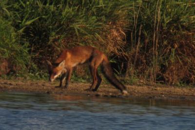 Renard roux