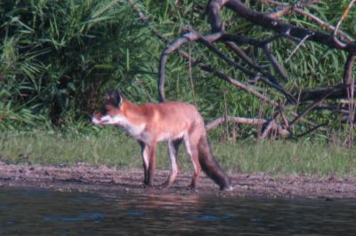 Vulpes vulpes