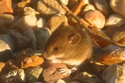 Apodemus sylvaticus