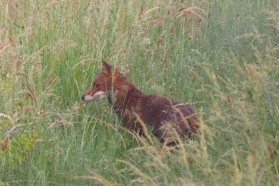 Renard roux