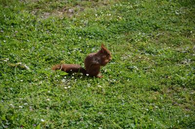 Sciurus vulgaris