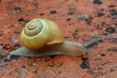 <i>Cepaea hortensis</i>