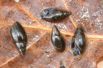 <i>Aplexa hypnorum</i>