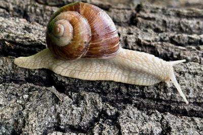 <i>Helix pomatia</i>