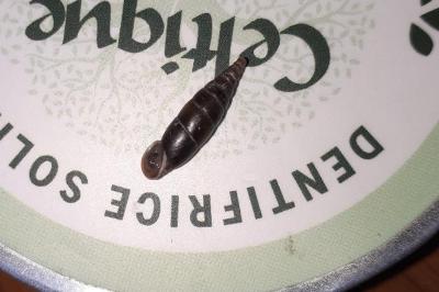 <i>Cochlodina laminata</i>