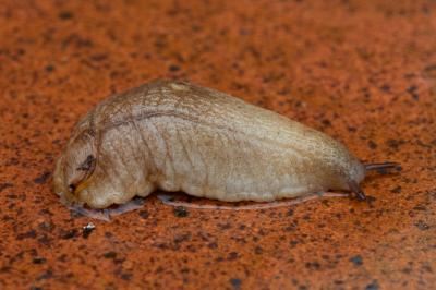 <i>Testacella haliotidea</i>