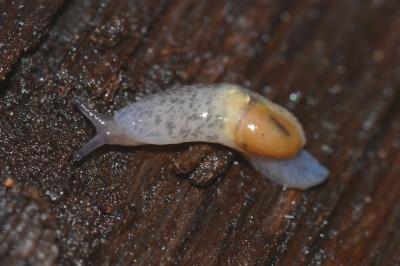 <i>Semilimax pyrenaicus</i>