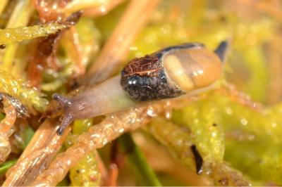 <i>Semilimax pyrenaicus</i>