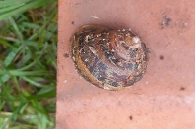 <i>Cornu aspersum</i>