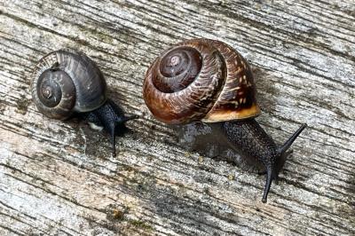 <i>Arianta arbustorum</i>