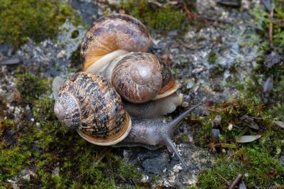 <i>Cornu aspersum</i>