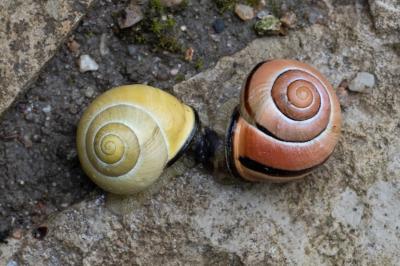 <i>Cepaea nemoralis</i>