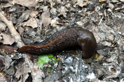 <i>Limax cinereoniger</i>