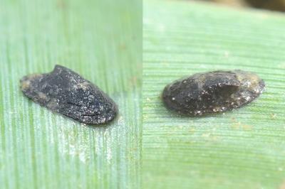 <i>Acroloxus lacustris</i>