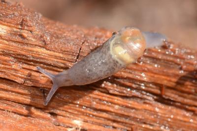 <i>Semilimax pyrenaicus</i>
