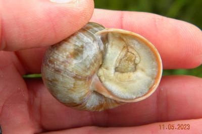<i>Helix pomatia</i>