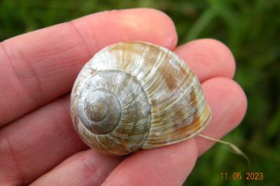 <i>Helix pomatia</i>