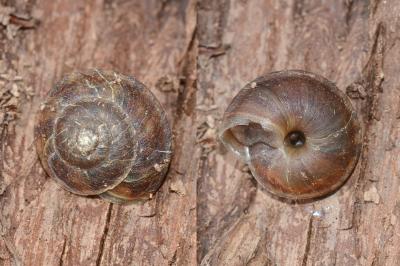 <i>Helicigona lapicida</i>