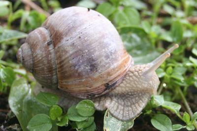 <i>Helix pomatia</i>