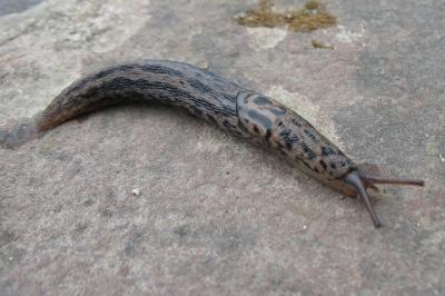 <i>Limax maximus</i>
