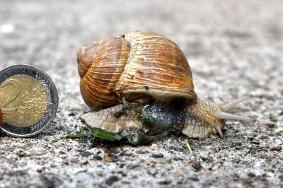 <i>Helix pomatia</i>