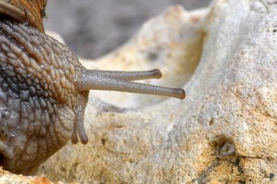 <i>Helix pomatia</i>