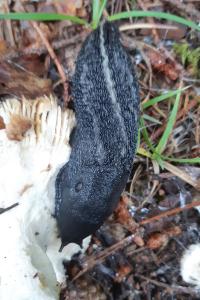 <i>Limax cinereoniger</i>