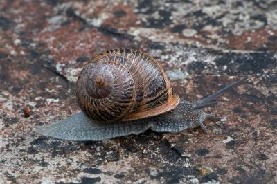 <i>Cornu aspersum</i>