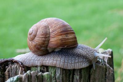 <i>Helix pomatia</i>