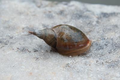 <i>Lymnaea stagnalis</i>