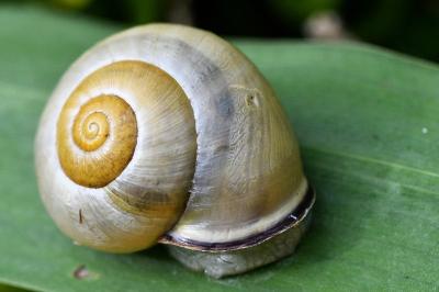<i>Cepaea nemoralis</i>