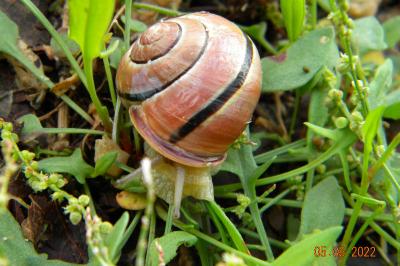 <i>Cepaea hortensis</i>