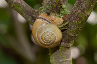 <i>Cepaea nemoralis</i>