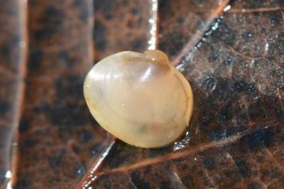 <i>Sphaerium lacustre</i>