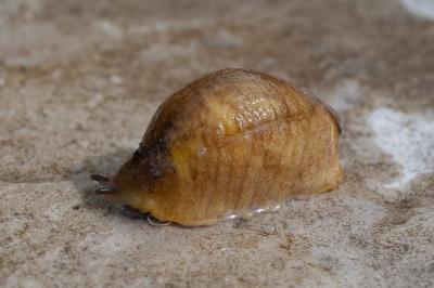 <i>Testacella haliotidea</i>
