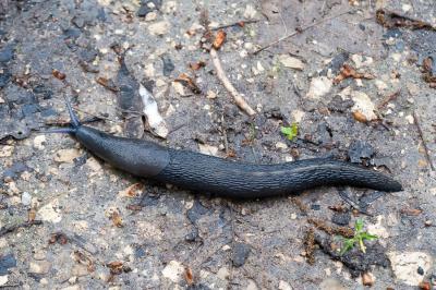 <i>Limax cinereoniger</i>