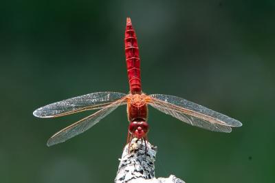 <i>Crocothemis erythraea</i>