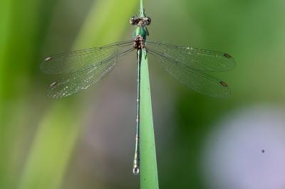 <i>Chalcolestes viridis</i>