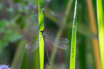 <i>Chalcolestes viridis</i>