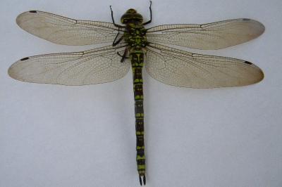 <i>Aeshna cyanea</i>